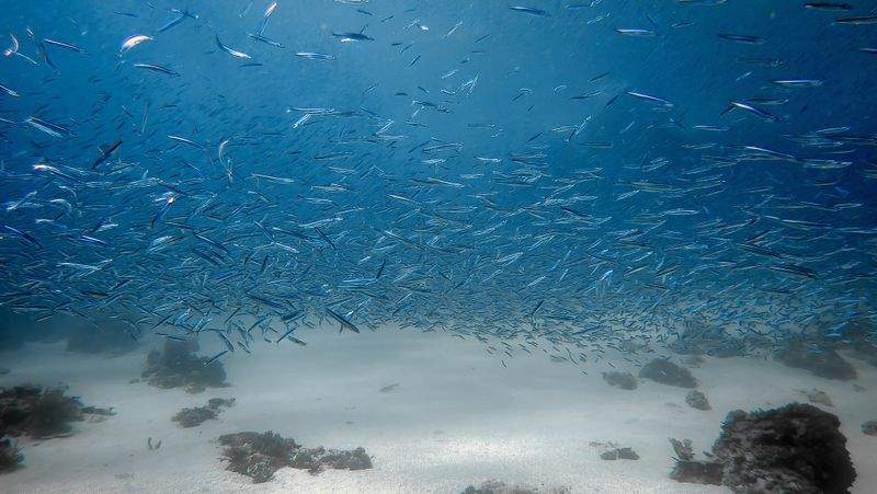 英語教育プログラム